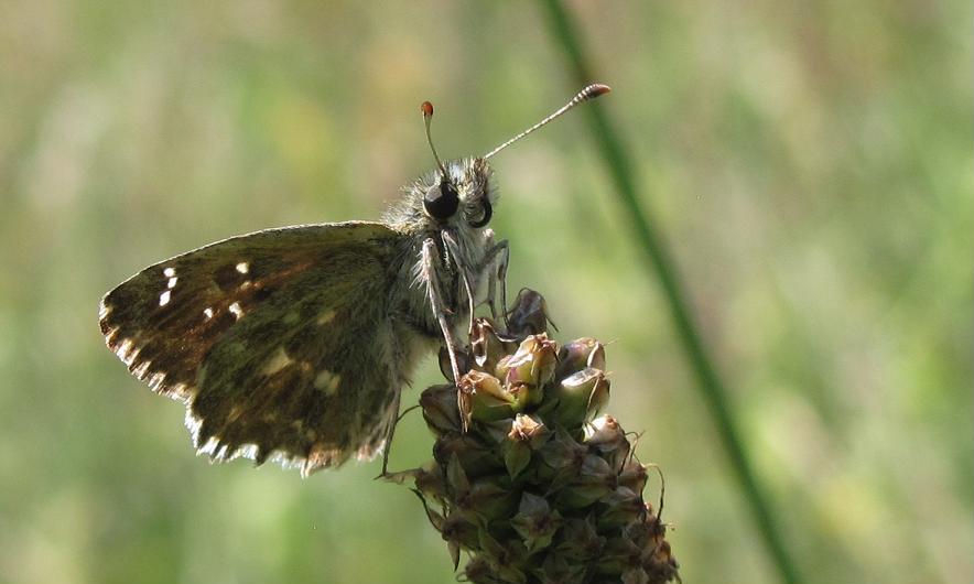 Carcharodus alceae, maschio? S